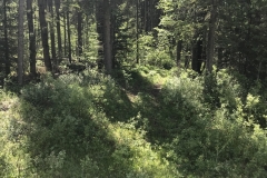 Whitemud Access2